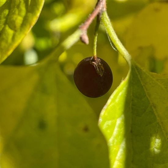 Celtis laevigata: Plant in habitat Park in the NatureSpots App