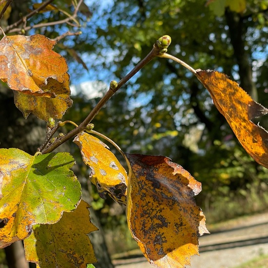 Sorbus torminalis: Plant in habitat Park in the NatureSpots App