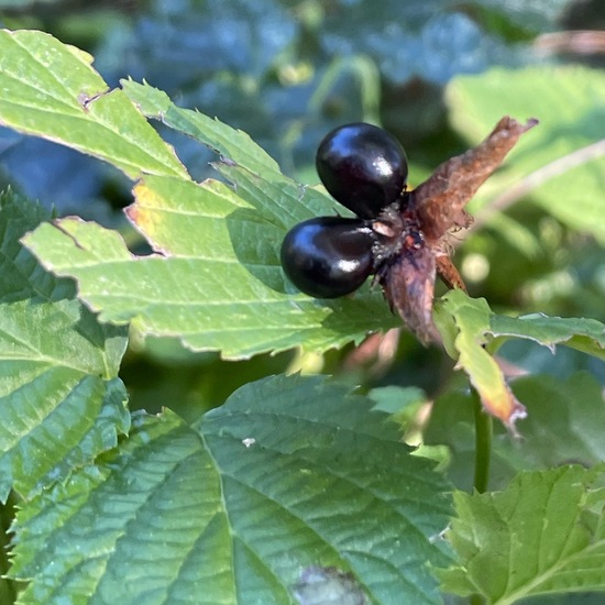 Kerrieae: Pflanze im Habitat Park in der NatureSpots App