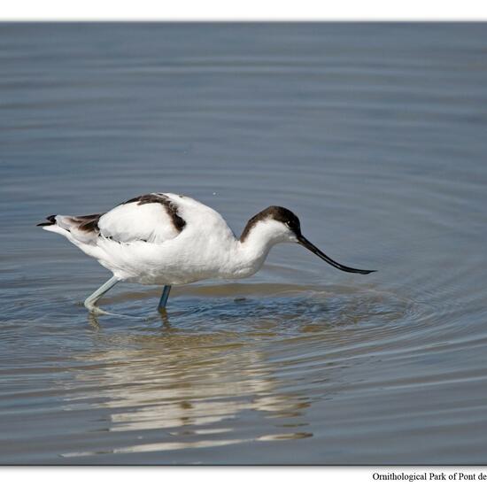 Pied Avocet: Animal in habitat Swamp in the NatureSpots App