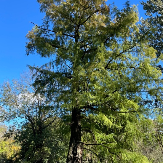 Taxodium distichum: Plant in habitat Park in the NatureSpots App