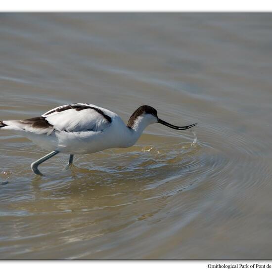 Pied Avocet: Animal in habitat Swamp in the NatureSpots App