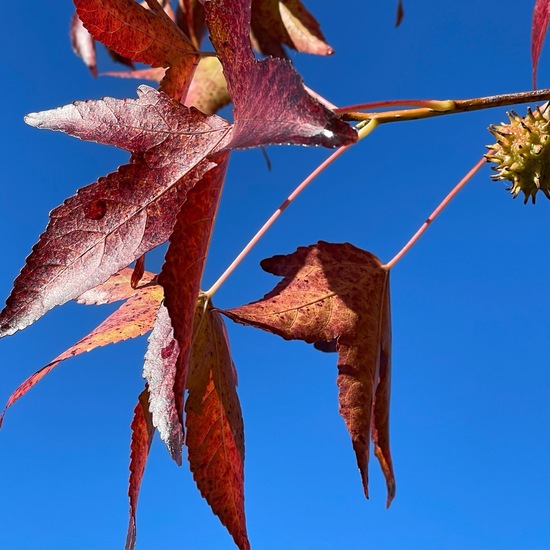 Liquidambar styraciflua: Plant in habitat Park in the NatureSpots App