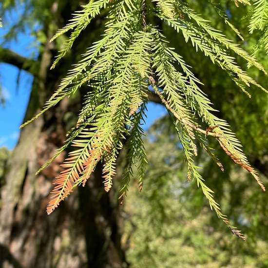 Taxodium distichum: Plant in habitat Park in the NatureSpots App