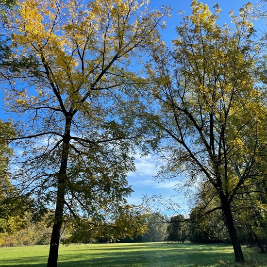 Schwarznuss: Pflanze im Habitat Park in der NatureSpots App