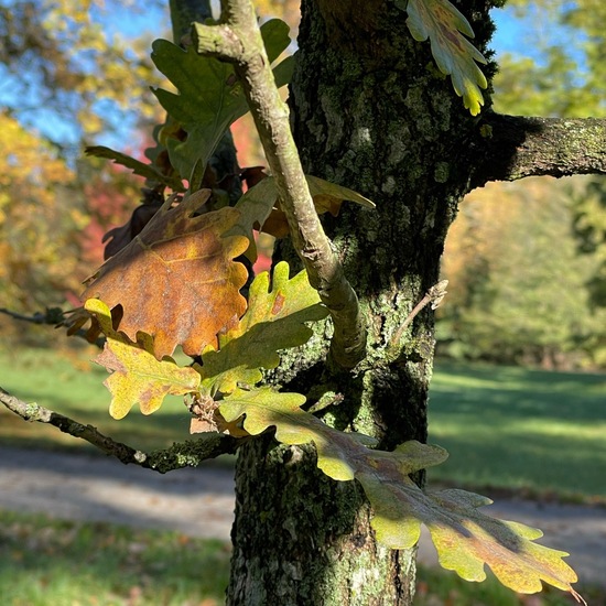 Ungarische Eiche: Pflanze im Habitat Park in der NatureSpots App