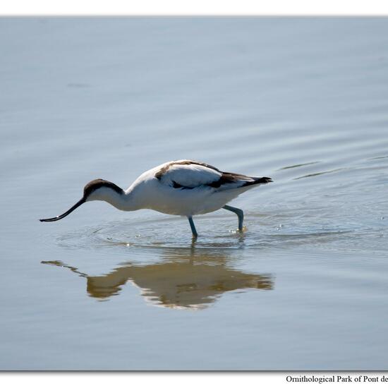 Pied Avocet: Animal in habitat Swamp in the NatureSpots App