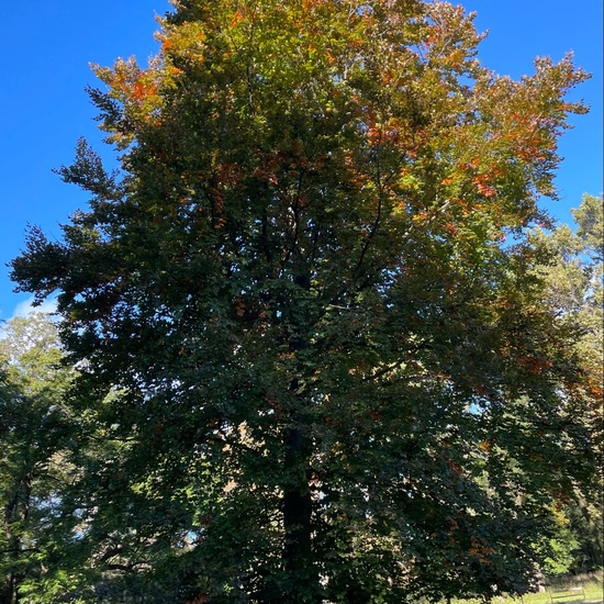 Copper beech: Plant in habitat Park in the NatureSpots App