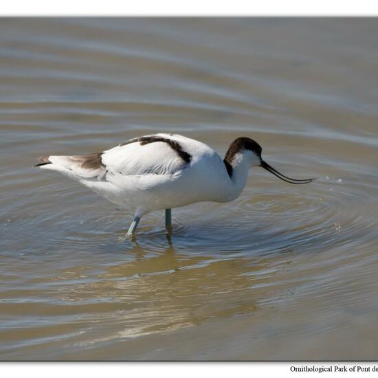 Pied Avocet: Animal in habitat Swamp in the NatureSpots App