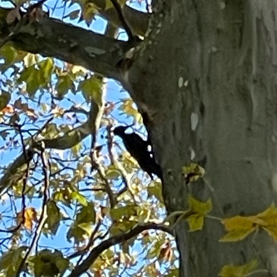 Black Woodpecker: Animal in habitat Park in the NatureSpots App