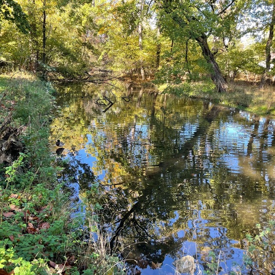 Landscape: Freshwater in habitat Artificial freshwater in the NatureSpots App