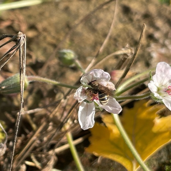 Lasioglossum malachurum: Animal in habitat Garden in the NatureSpots App