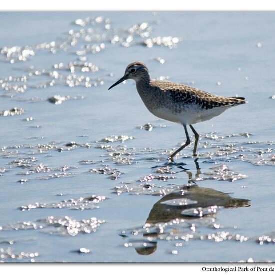 Wood Sandpiper: Animal in habitat Swamp in the NatureSpots App