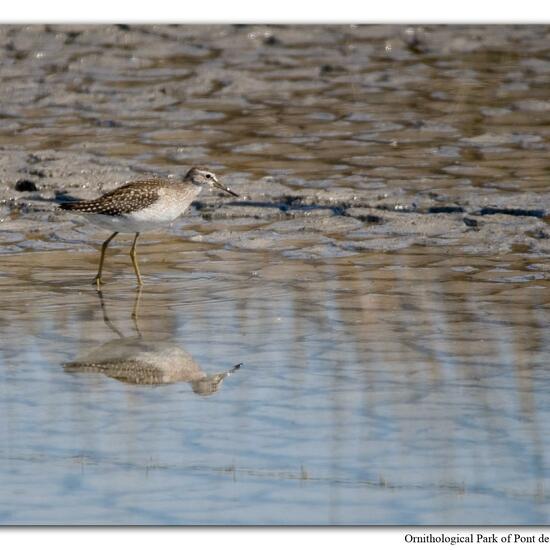 Wood Sandpiper: Animal in habitat Swamp in the NatureSpots App