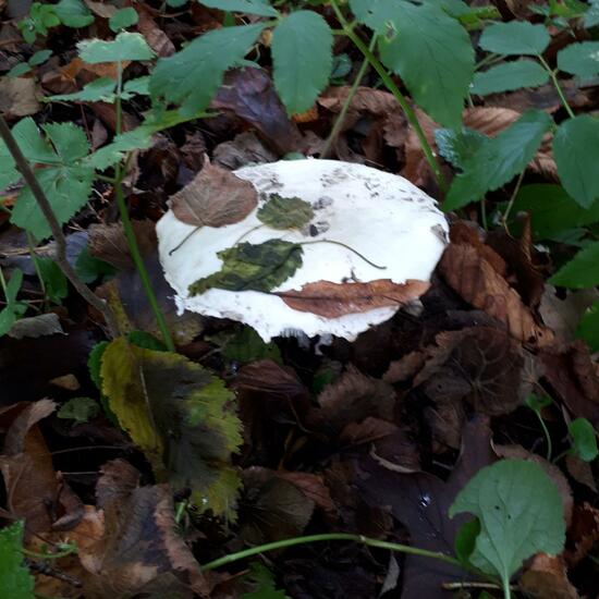 Unknown species: Mushroom in nature in the NatureSpots App