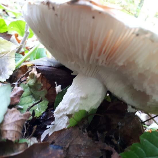 another species: Mushroom in nature in the NatureSpots App