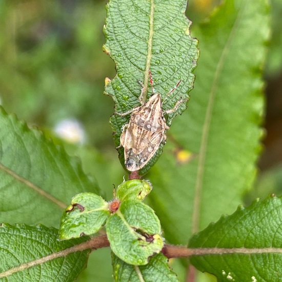 Aelia acuminata: Tier im Habitat Garten in der NatureSpots App