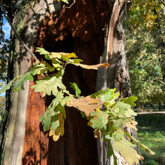 Quercus robur: Plant in habitat Park in the NatureSpots App