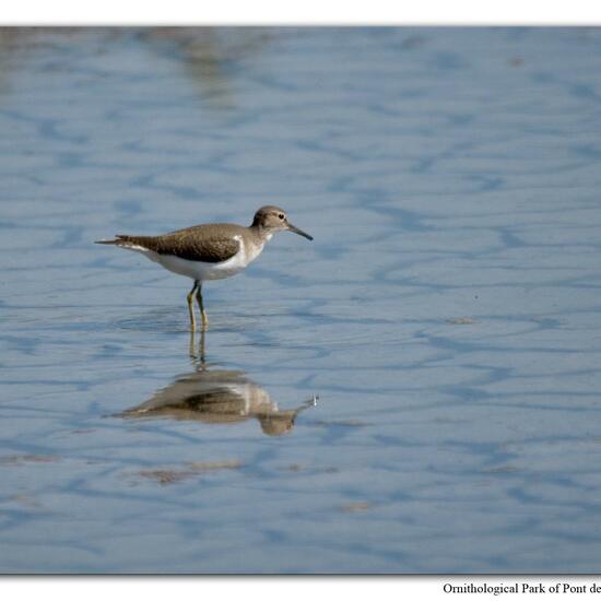 Common Sandpiper: Animal in habitat Swamp in the NatureSpots App