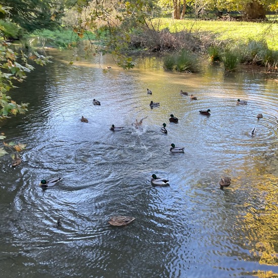 Mallard: Animal in habitat Freshwater habitat in the NatureSpots App