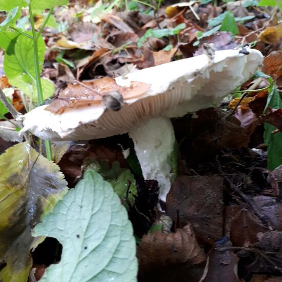 Unknown species: Mushroom in nature in the NatureSpots App