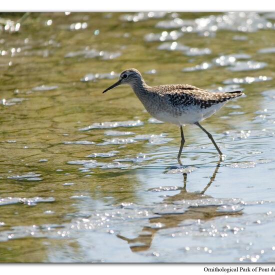 Wood Sandpiper: Animal in habitat Swamp in the NatureSpots App