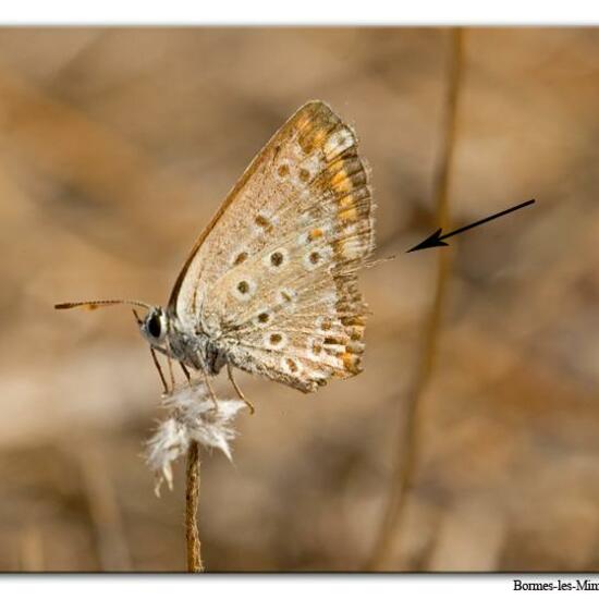 Polyommatus icarus: Animal in nature in the NatureSpots App