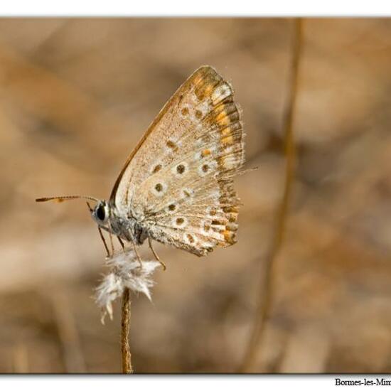 Polyommatus icarus: Animal in nature in the NatureSpots App