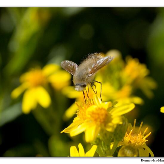 Bombylius venosus: Tier im Habitat Weingut in der NatureSpots App