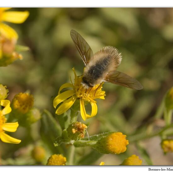 Bombylius venosus: Animal in habitat Vineyard in the NatureSpots App