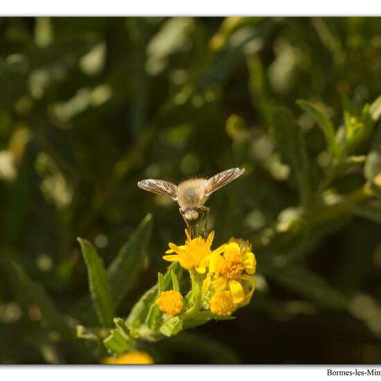 Bombylius venosus: Animal in habitat Vineyard in the NatureSpots App