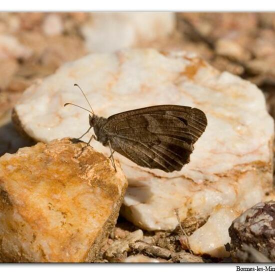 Hipparchia statilinus: Animal in habitat Rock areas in the NatureSpots App