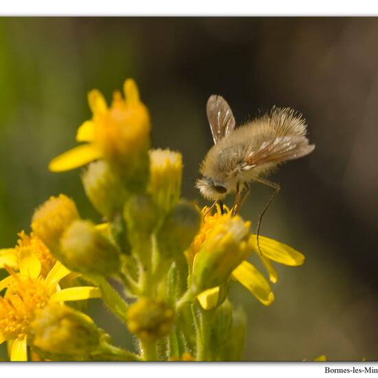 Bombylius venosus: Animal in habitat Vineyard in the NatureSpots App