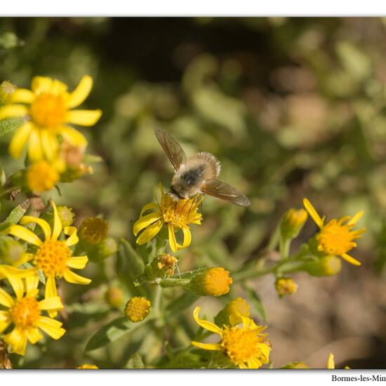 Bombylius venosus: Animal in habitat Vineyard in the NatureSpots App