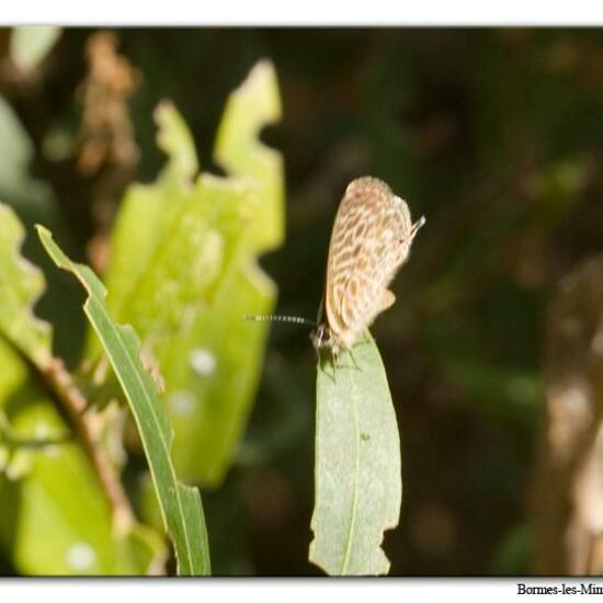 Leptotes pirithous: Tier im Habitat Felsgebiet in der NatureSpots App