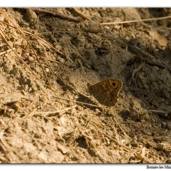 Lasiommata paramegaera: Animal in habitat Rock areas in the NatureSpots App