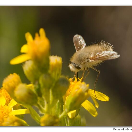 Bombylius venosus: Animal in habitat Vineyard in the NatureSpots App