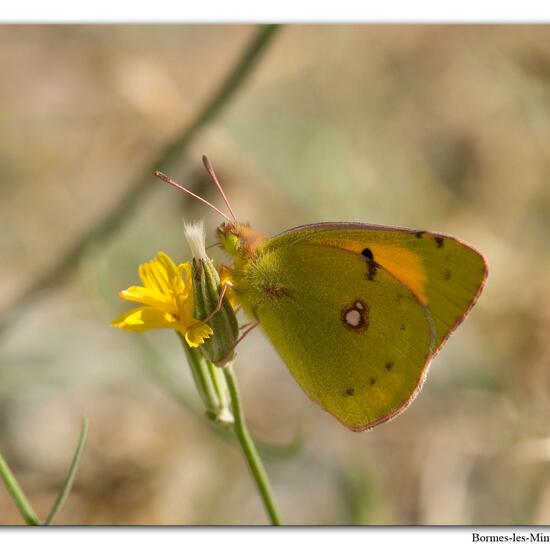 Postillon: Tier im Habitat Felsgebiet in der NatureSpots App