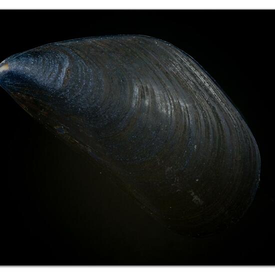 Blue mussel: Animal in habitat Brackish water in the NatureSpots App