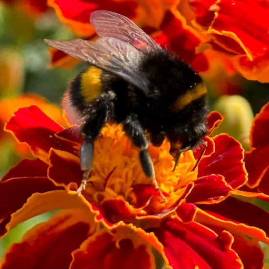 Dunkle Erdhummel: Tier im Habitat Garten in der NatureSpots App