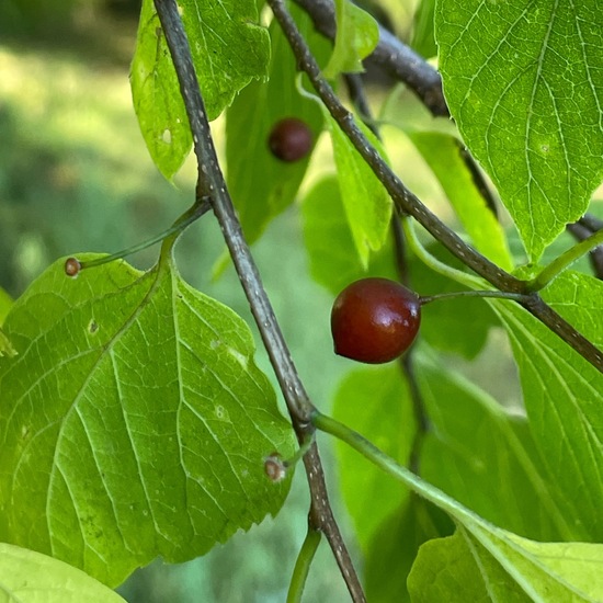 Celtis laevigata: Plant in habitat Park in the NatureSpots App