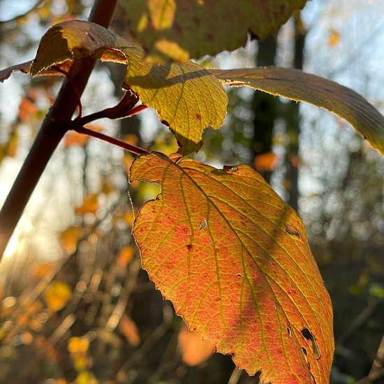 Viburnum lantana: Plant in habitat Temperate forest in the NatureSpots App