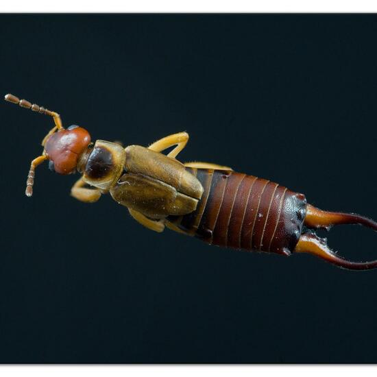 Gemeiner Ohrwurm: Tier im Habitat Garten in der NatureSpots App