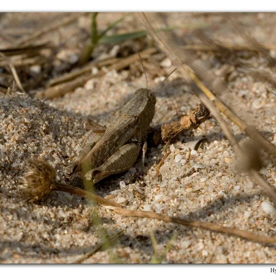 Eine unbekannte Art: Tier im Habitat Sandküste in der NatureSpots App