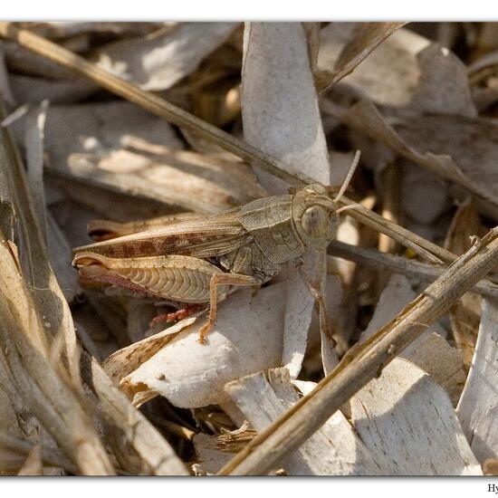 Italienische Schönschrecke: Tier im Habitat Sandküste in der NatureSpots App