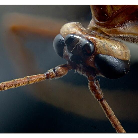 Ophion obscuratus: Tier im Habitat Garten in der NatureSpots App