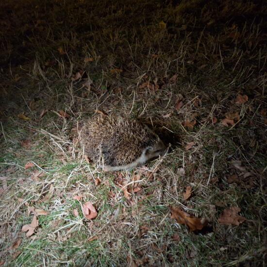 Igel: Tier im Habitat Park in der NatureSpots App