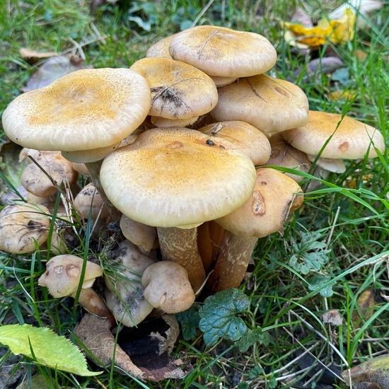 Armillaria mellea: Mushroom in habitat Garden in the NatureSpots App