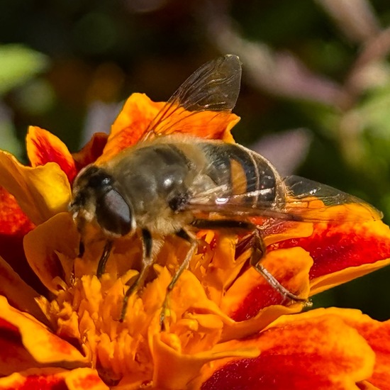 Mistbiene: Tier im Habitat Garten in der NatureSpots App