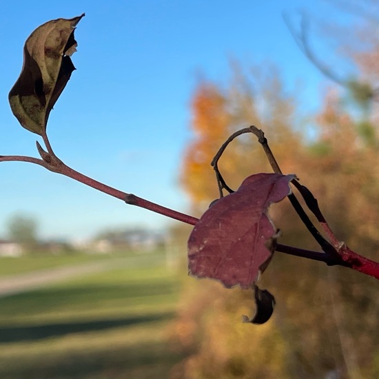 Cornus sanguinea: Plant in habitat Temperate forest in the NatureSpots App